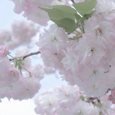 Furry插画素材实用分享兽圈社群